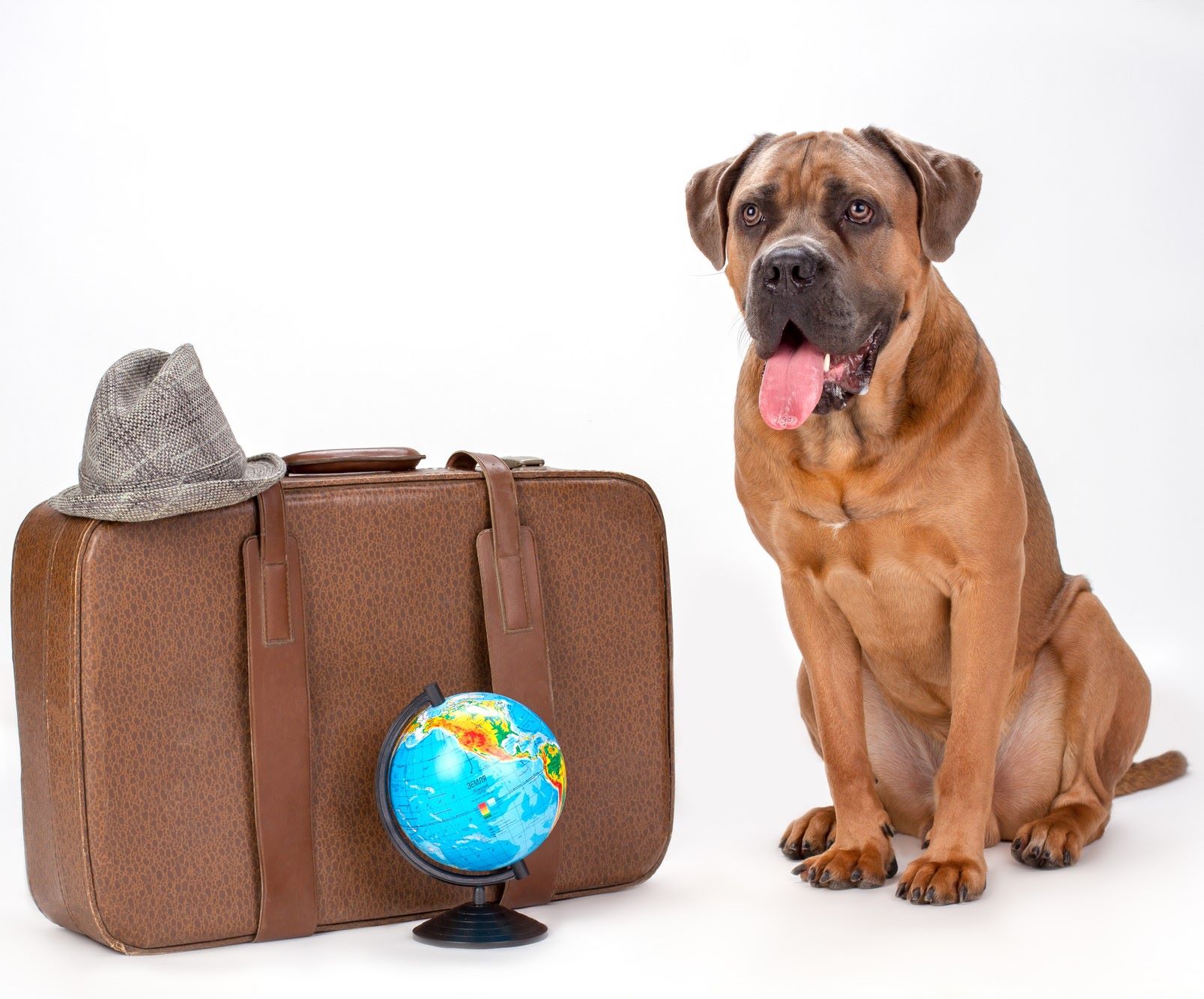 Pet Travel Interstate & International Barkera Corp.™